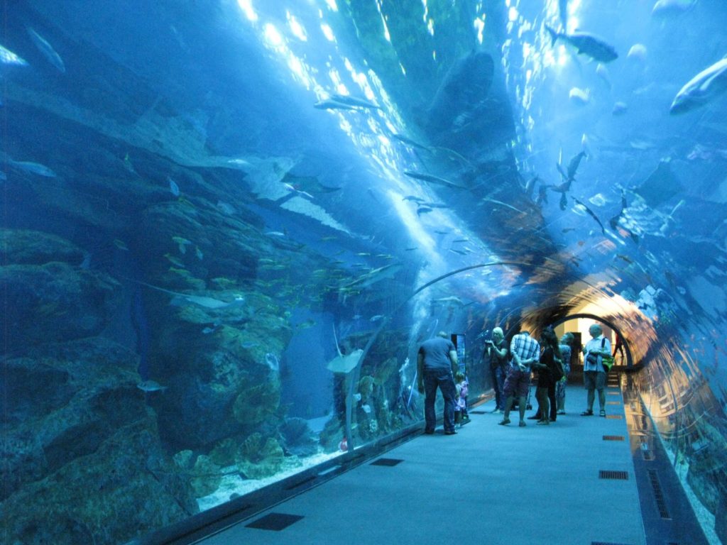 How to Choose A Indoor Aquarium